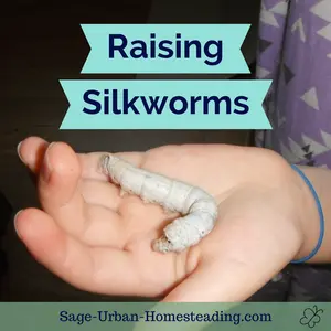 raising silkworms label