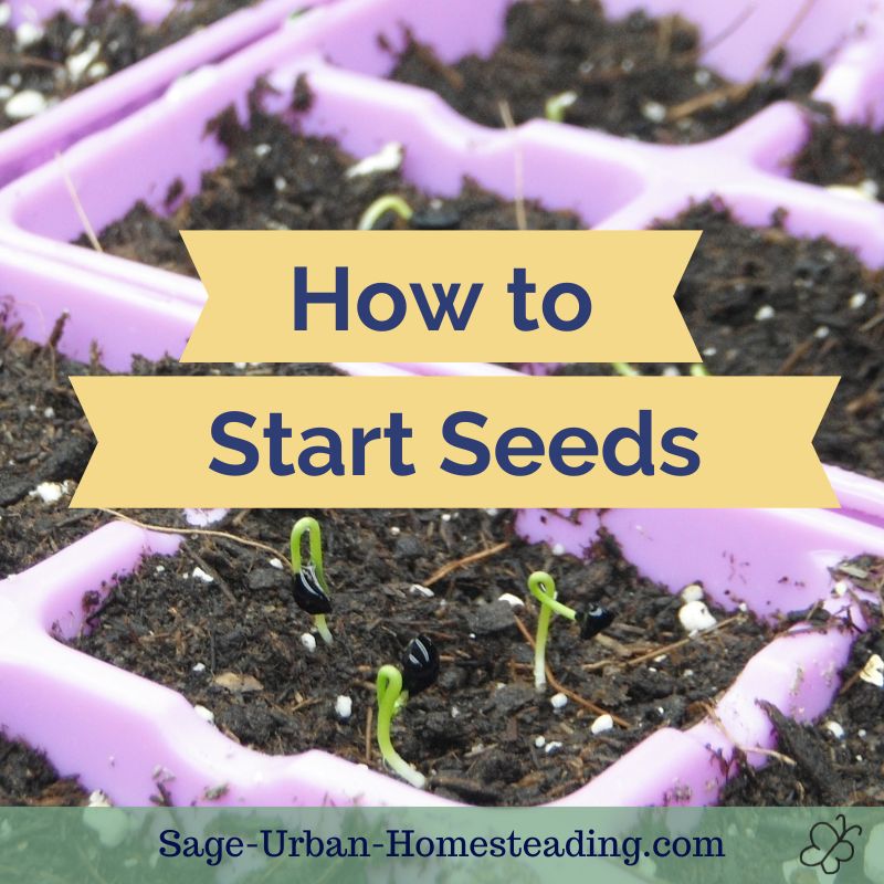 how to start seeds