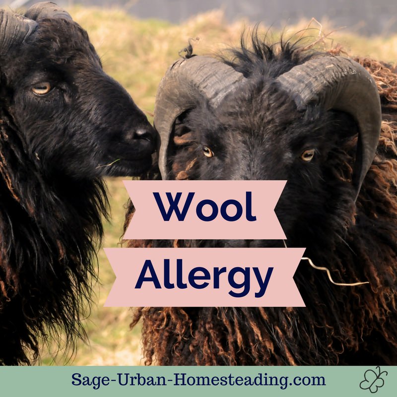 Wool Allergy