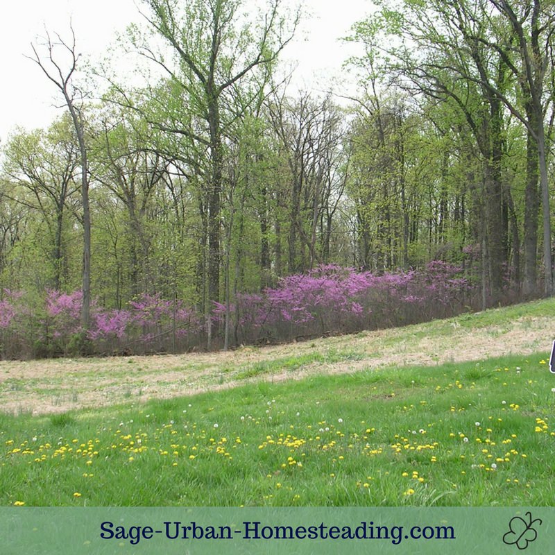 Gettysburg springtime field