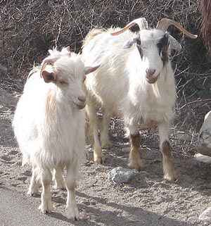 Here's a nice photo of two cashmere goats that I found on Wikipedia. Pashmina cashmere goats