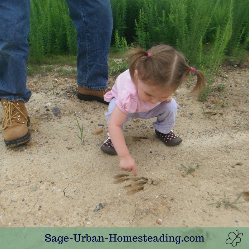 animal tracking toddler