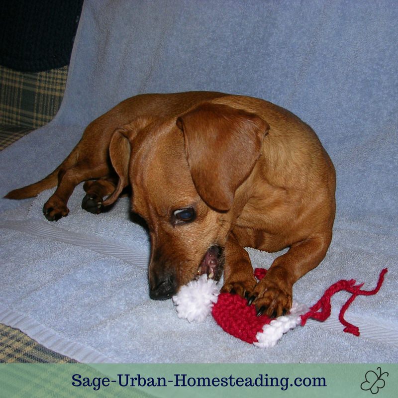 dog chewing a crochet Santa hat