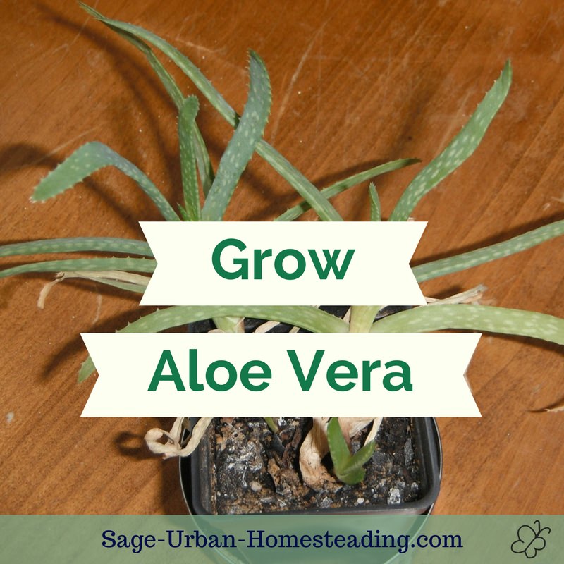 grow aloe vera