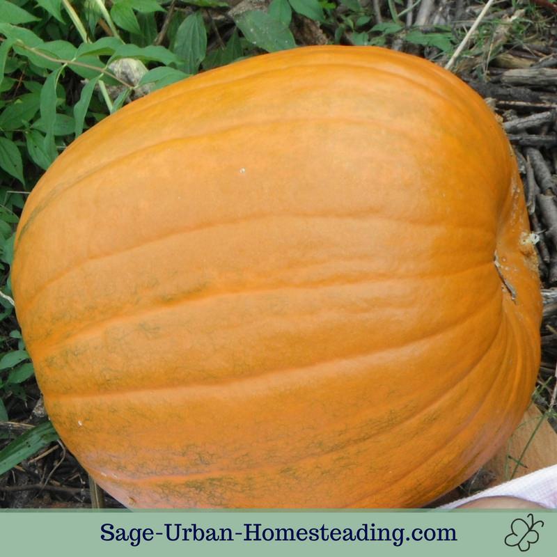 homegrown pumpkin