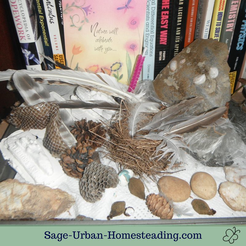 nature collection tray