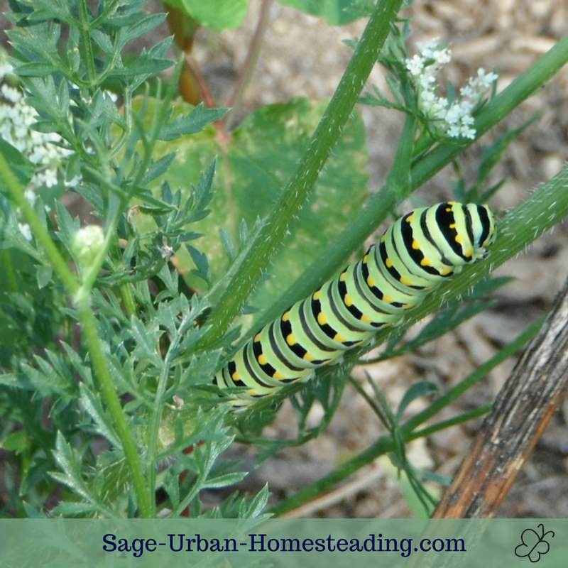 The Black Swallowtail Butterfly and Raising Butterflies