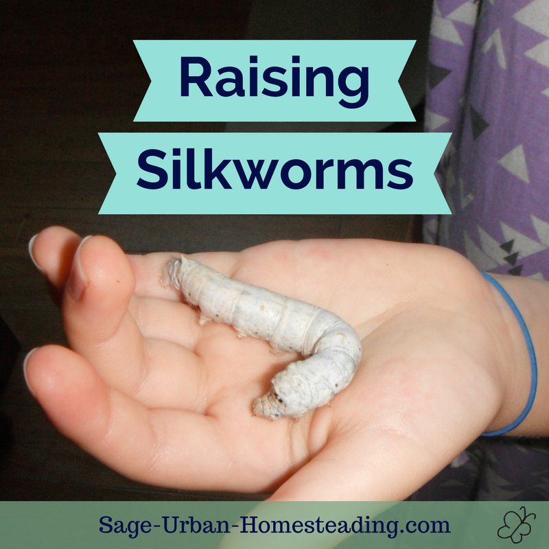 raising silkworms