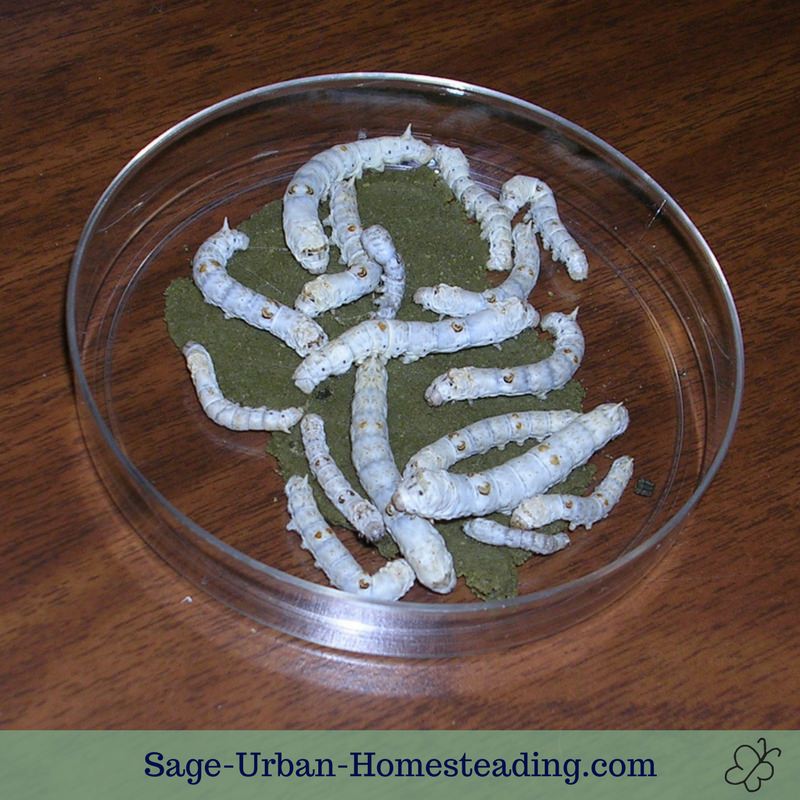 Raising Silkworms