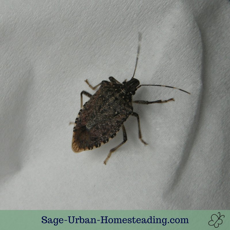 stinkbug