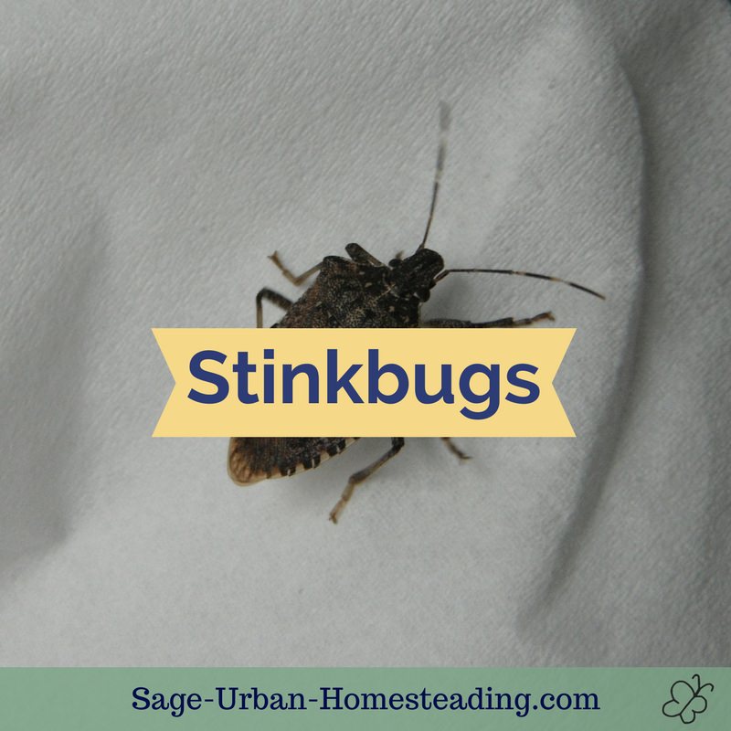 stinkbugs