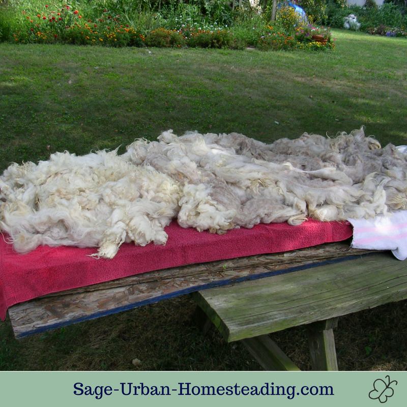 sheep fleece