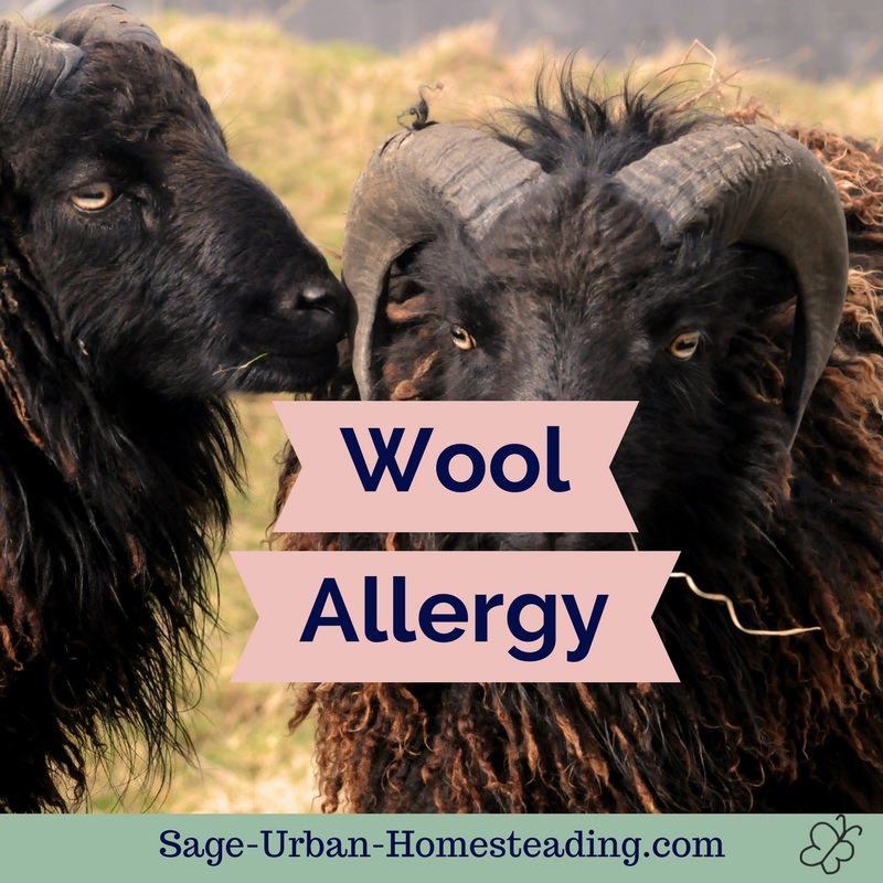 wool allergy