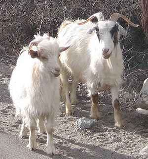 Pashmina cashmere goats