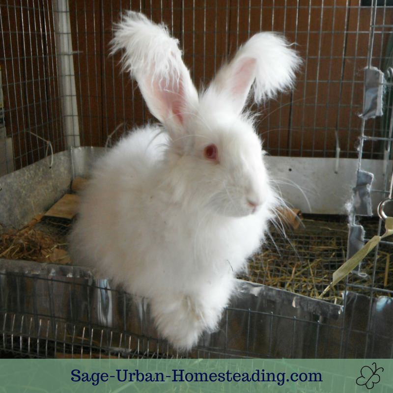 German Angora rabbit