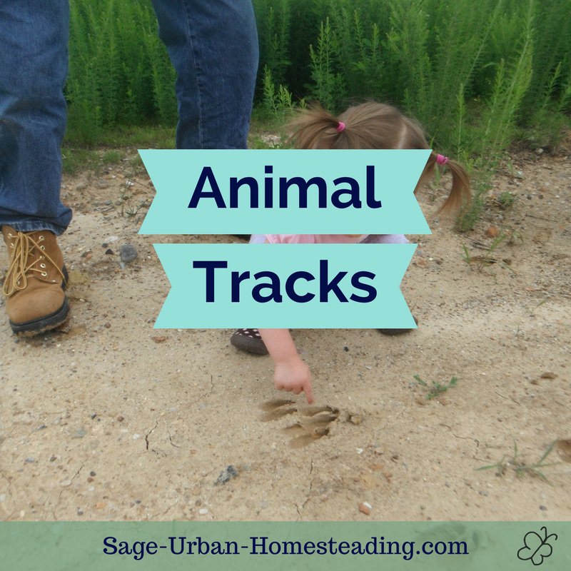 animal tracks