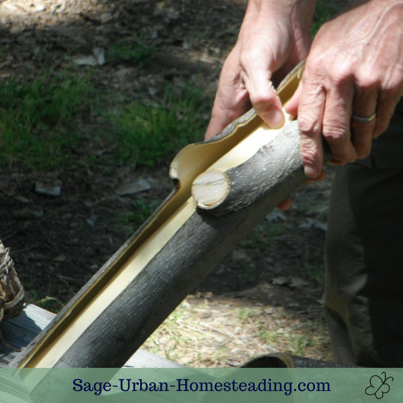 tulip poplar bark stripping