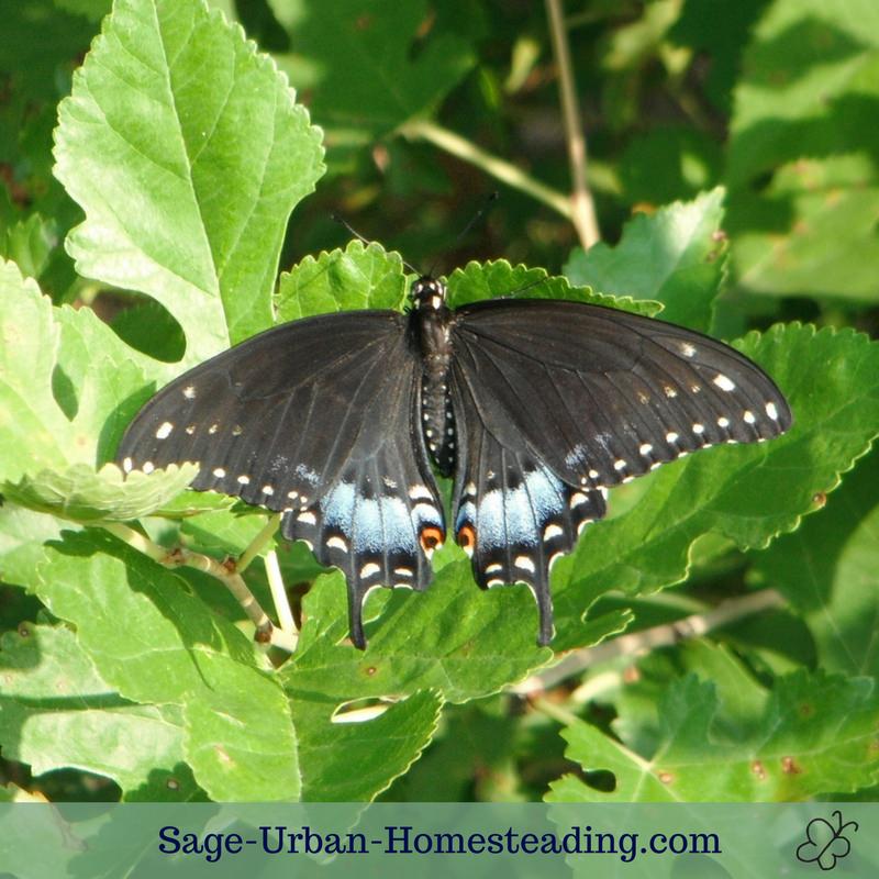 black swallowtail butterfly