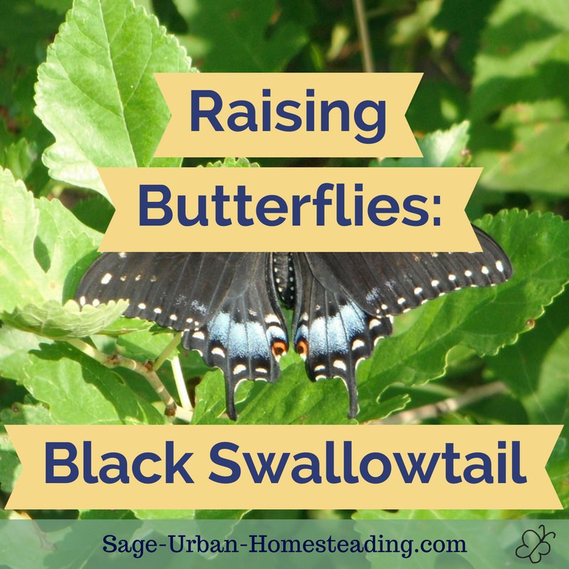 raising butterflies: black swallowtail