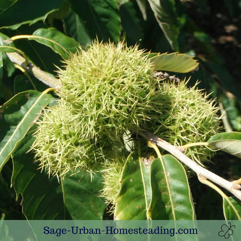 prickly chestnut tree