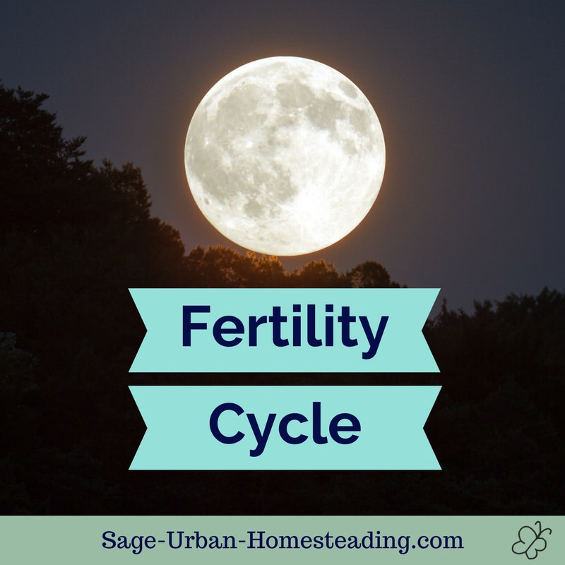 fertility cycle and the moon