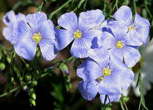 flax flowers