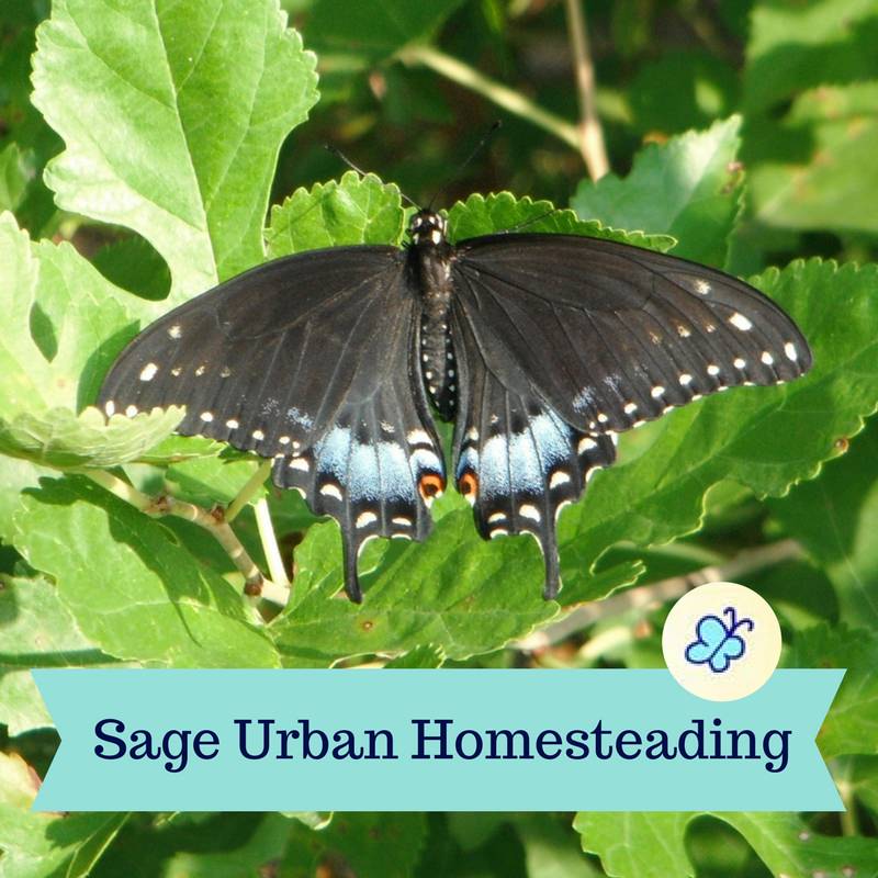Sage Urban Homesteading