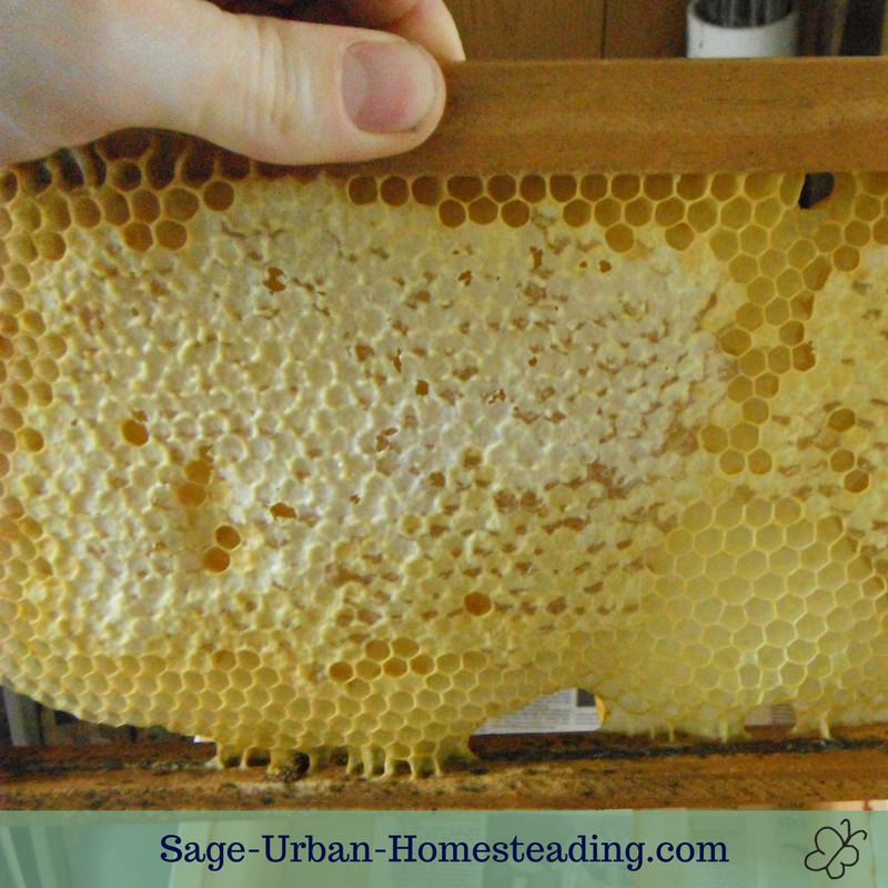 raw honey in the honeycomb frame