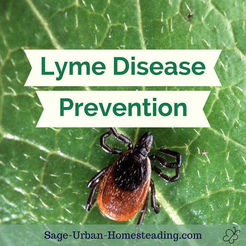 Lyme disease prevention