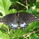 black swallowtail butterfly