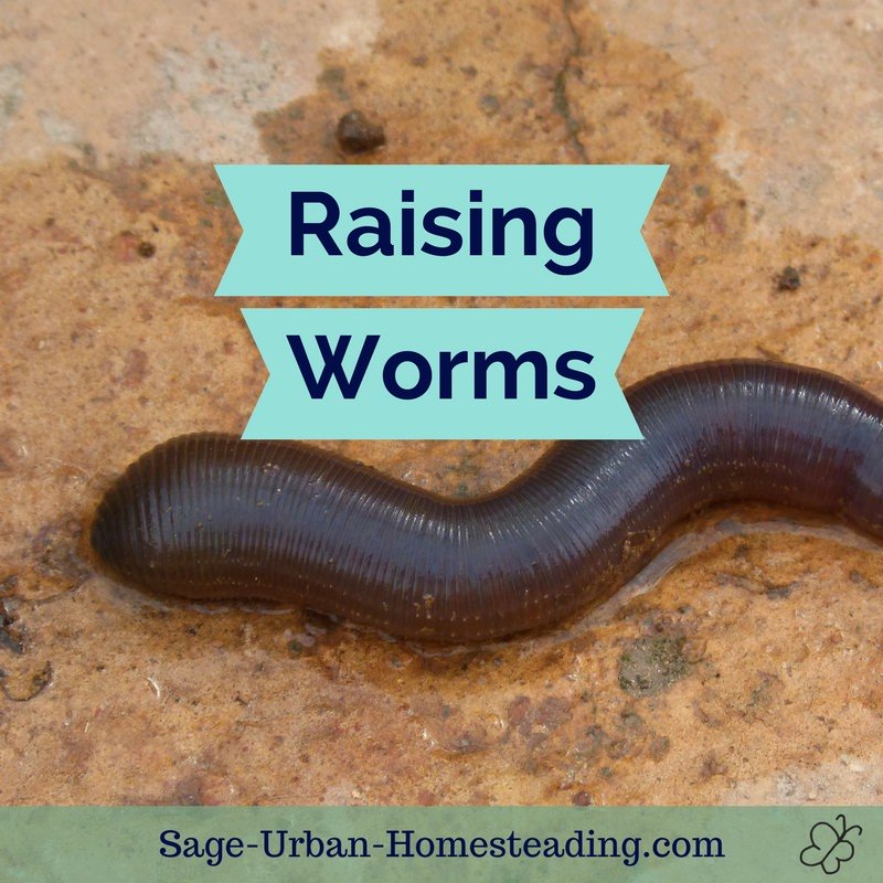 raising worms