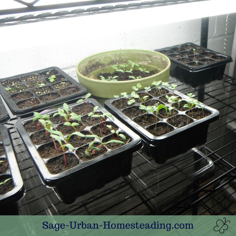 seedlings under grow lights