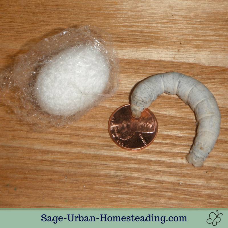 silkworm and cocoon