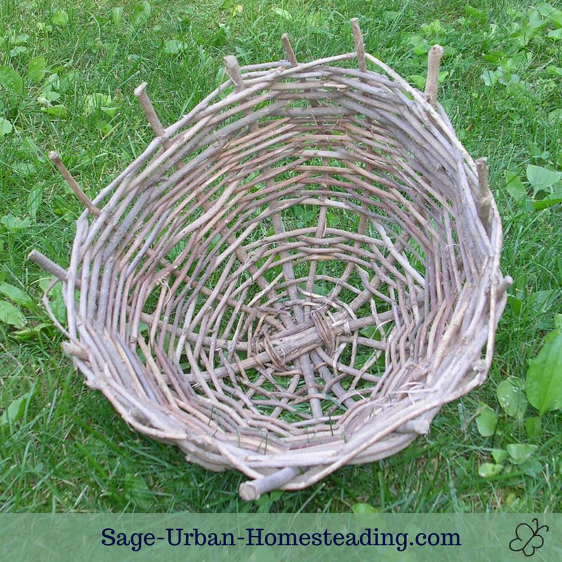 wisteria basket